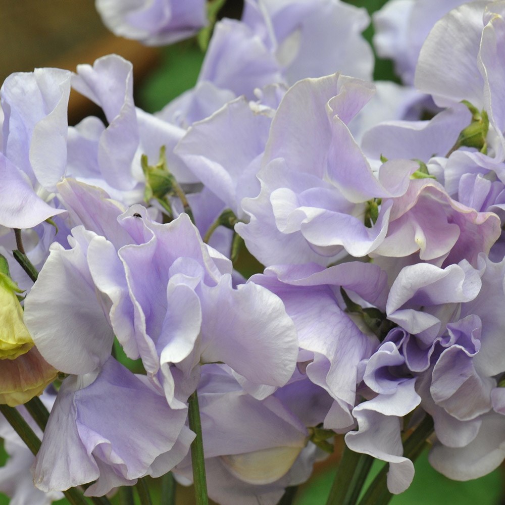 <i>Lathyrus odoratus</i> 'Charlie's Angel'