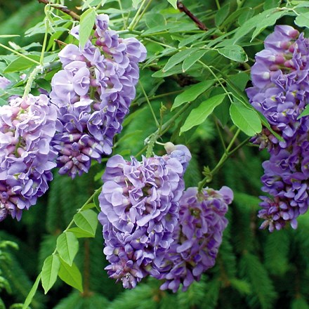 Wisteria frutescens Amethyst Falls (PBR)