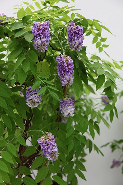 <I>Wisteria frutescens</i> 'Amethyst Falls' (PBR)