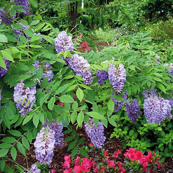 <I>Wisteria frutescens</i> 'Amethyst Falls' (PBR)