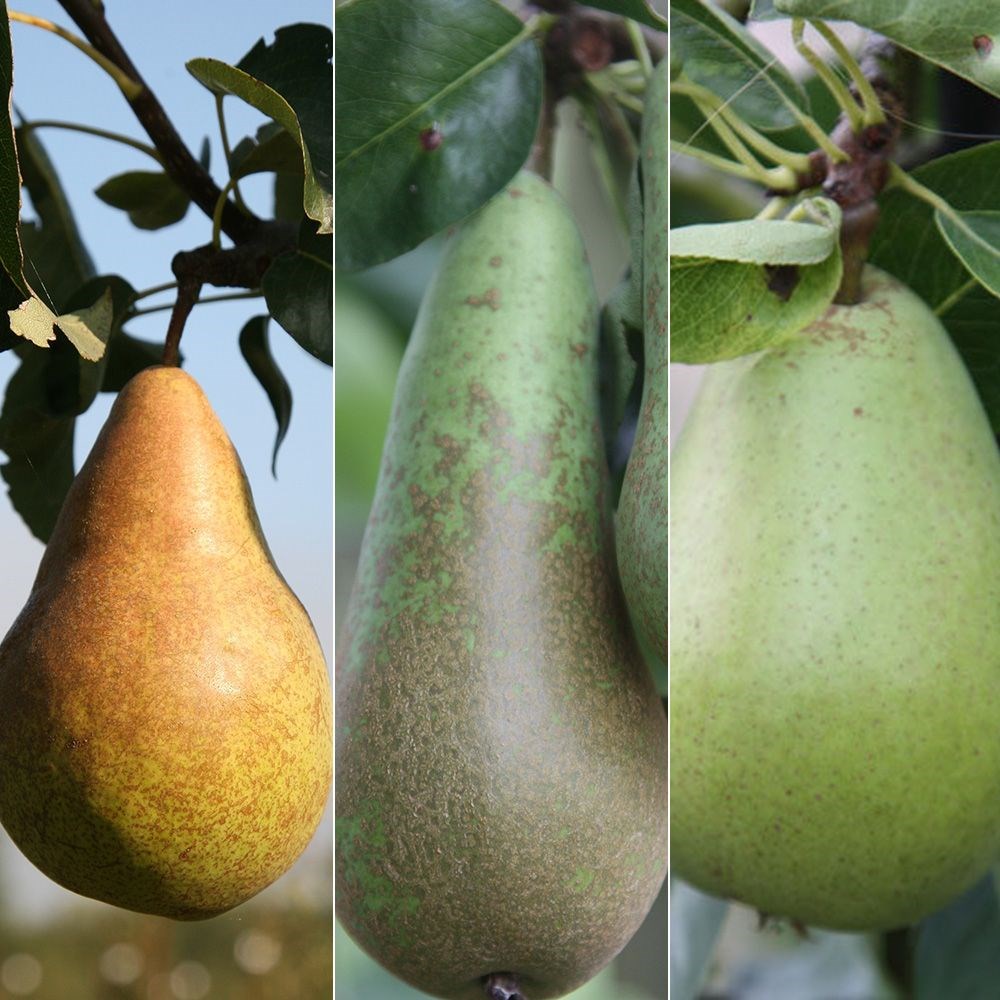 pear 'Doyenné du Comice' / 'Conference' / 'Concorde' 