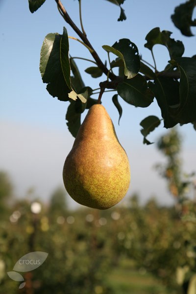 pear 'Doyenné du Comice' / 'Conference' / 'Concorde' 