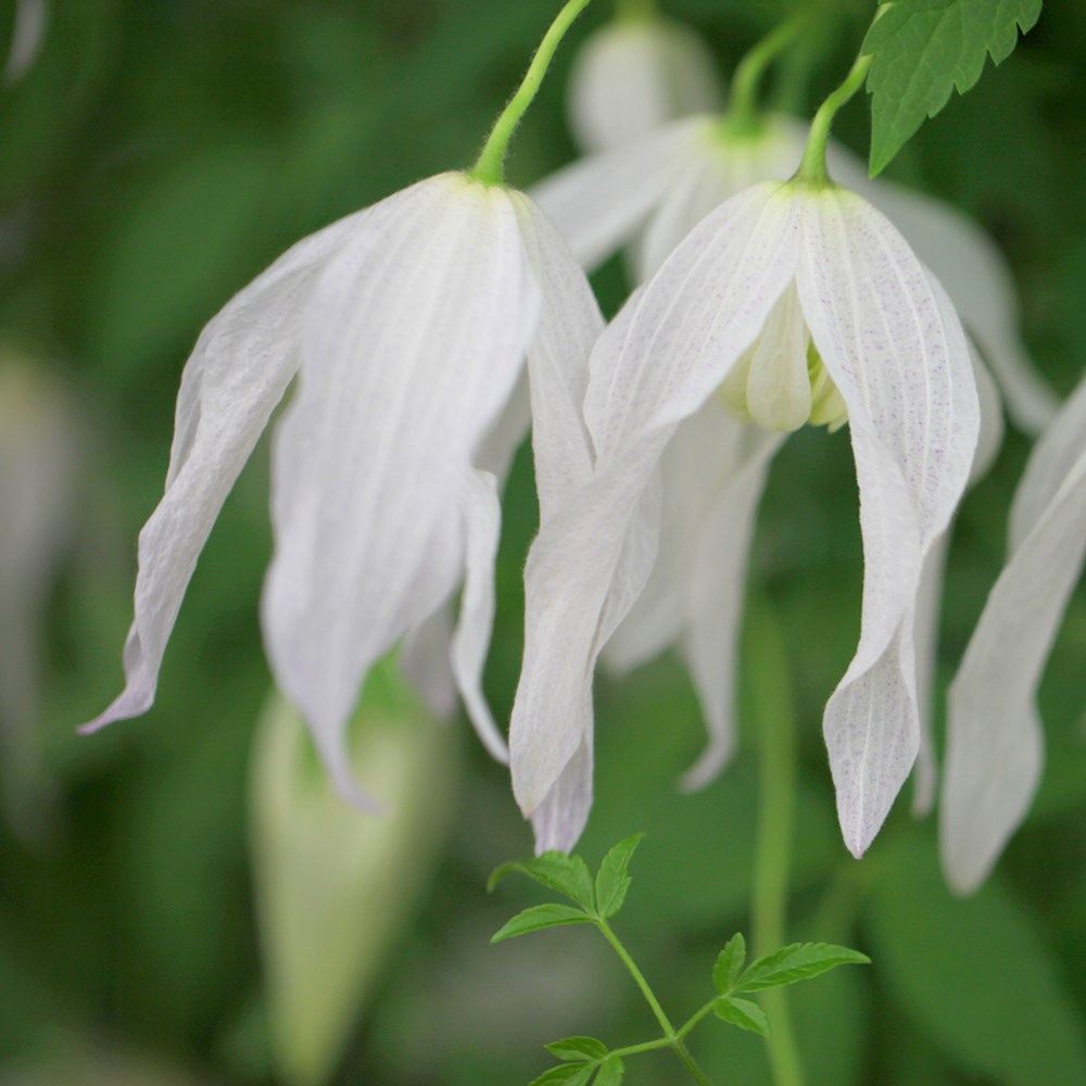 <i>Clematis</i> 'Broughton Bride'