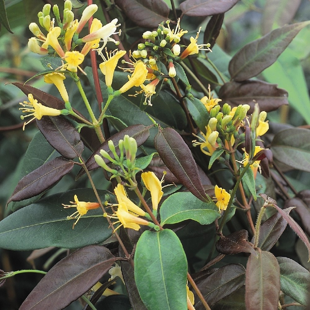 <I>Lonicera henryi</i> 'Copper Beauty' (PBR)