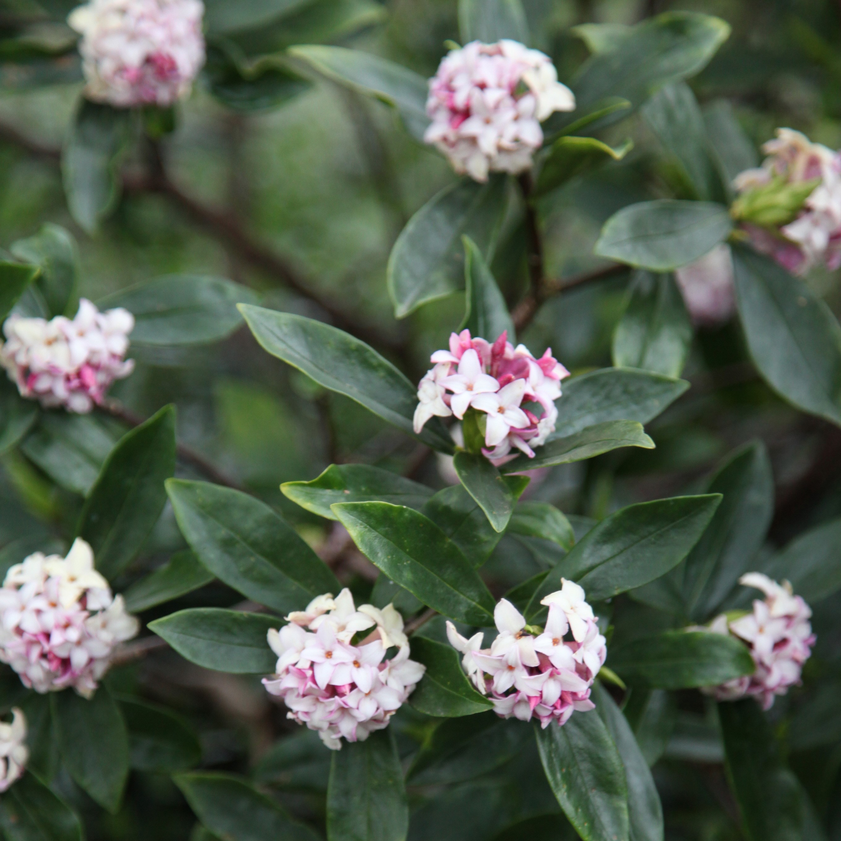 <i>Daphne odora</i> 