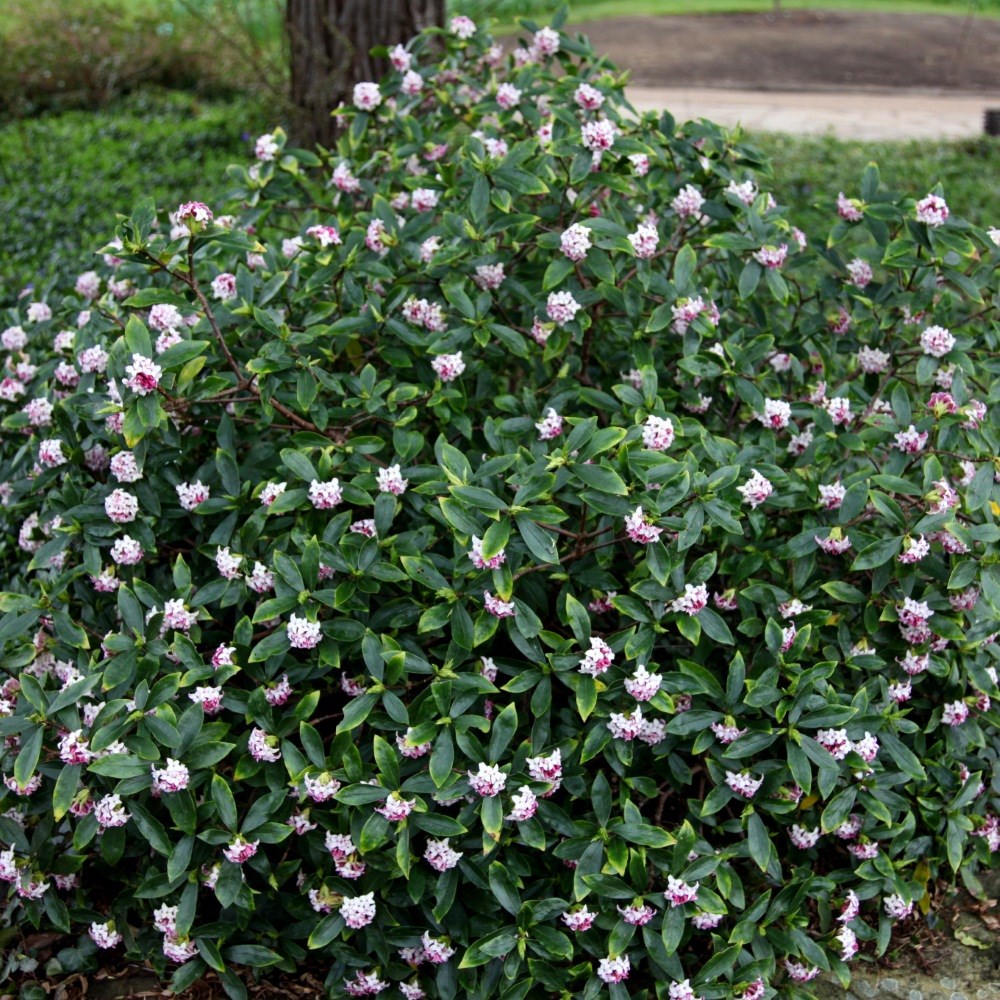 <i>Daphne odora</i> 