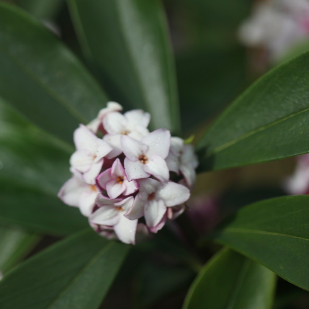 <i>Daphne odora</i> 