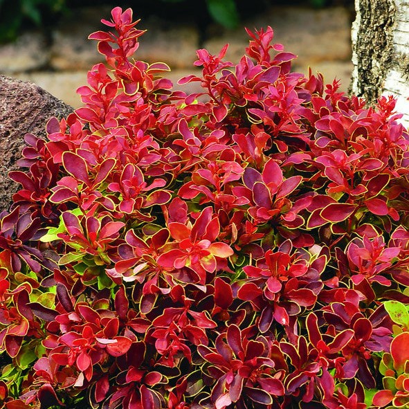 <I>Berberis thunbergii</i> f. <i>atropurpurea</i> 'Admiration' (PBR)
