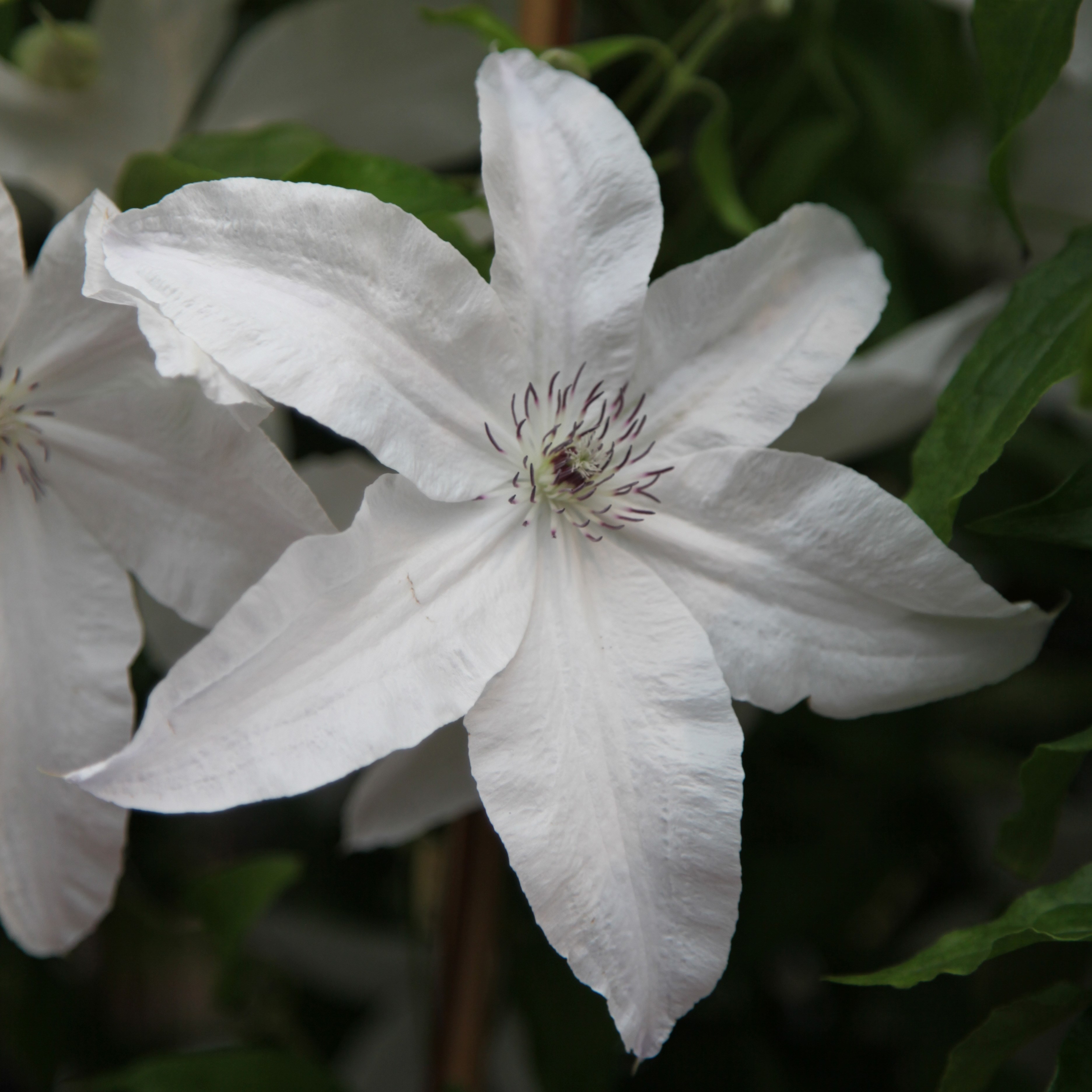 <i>Clematis</i> 'Beautiful Bride' (PBR)