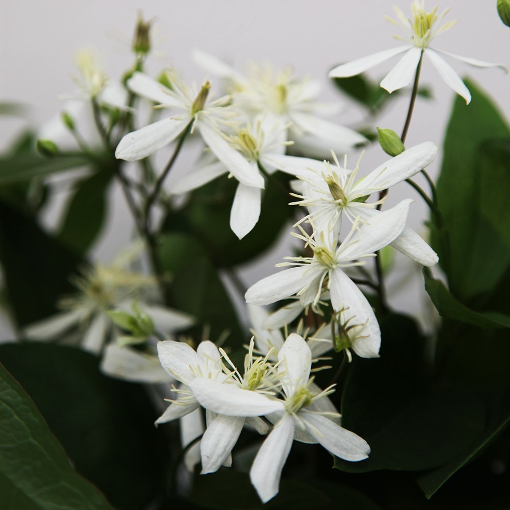 <i>Clematis terniflora</i> var. <i>mandshurica</i>