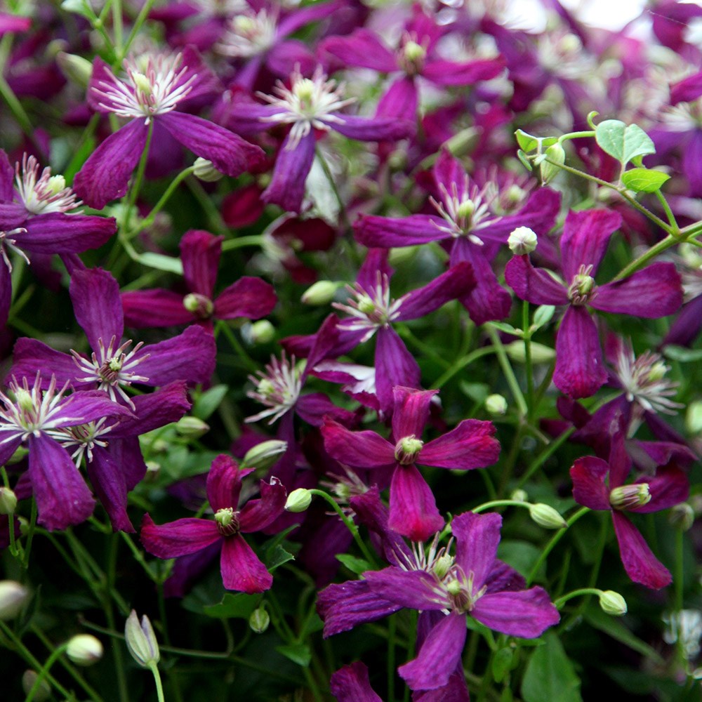 <i>Clematis</i> 'Sweet Summer Love' (PBR)