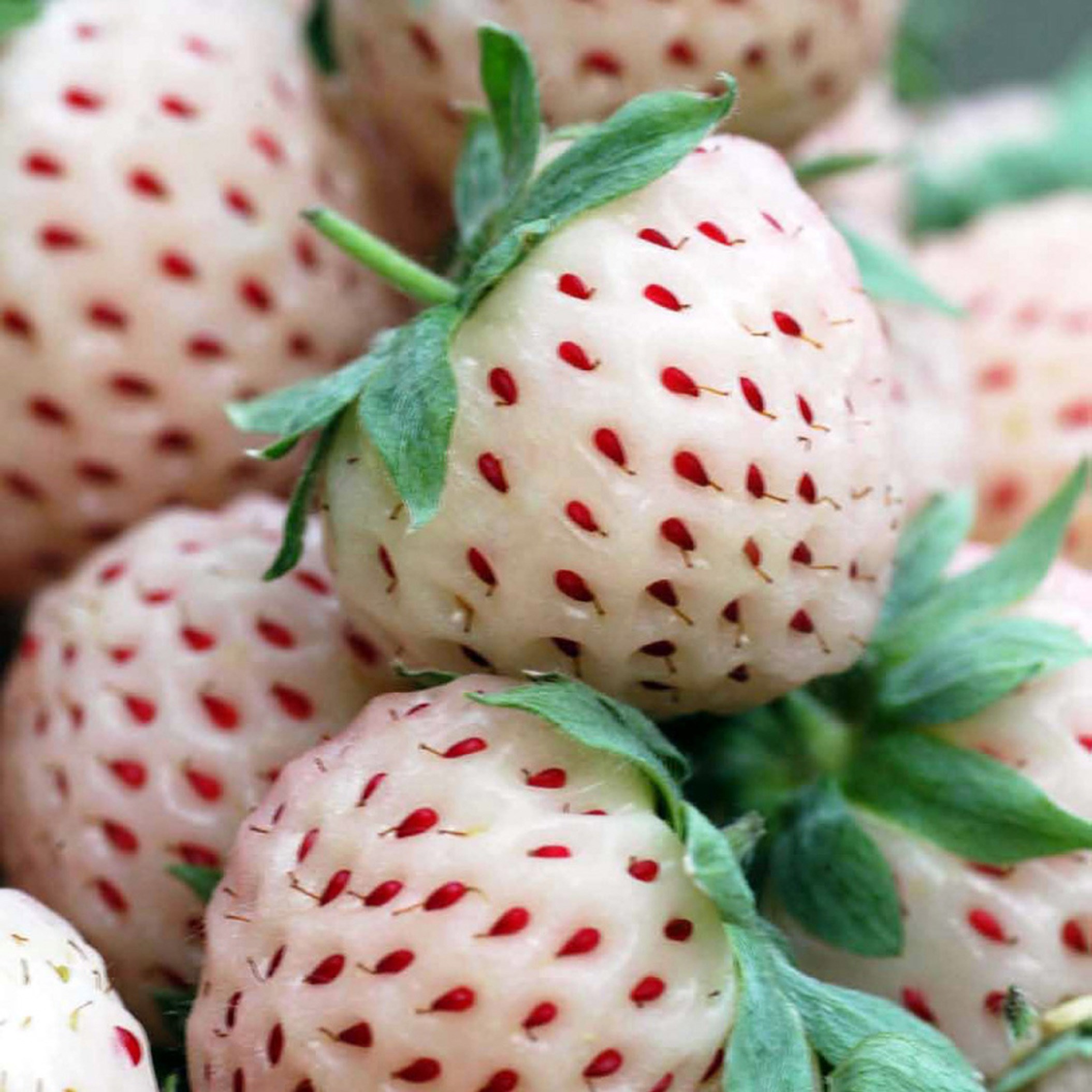 pineberry 'White Dream'