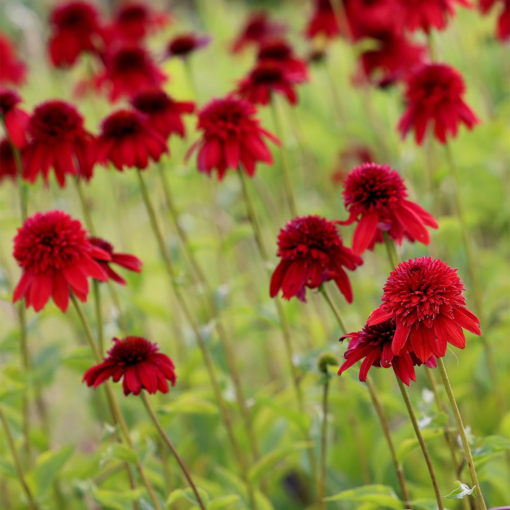 <i>Echinacea</i> 'Eccentric'