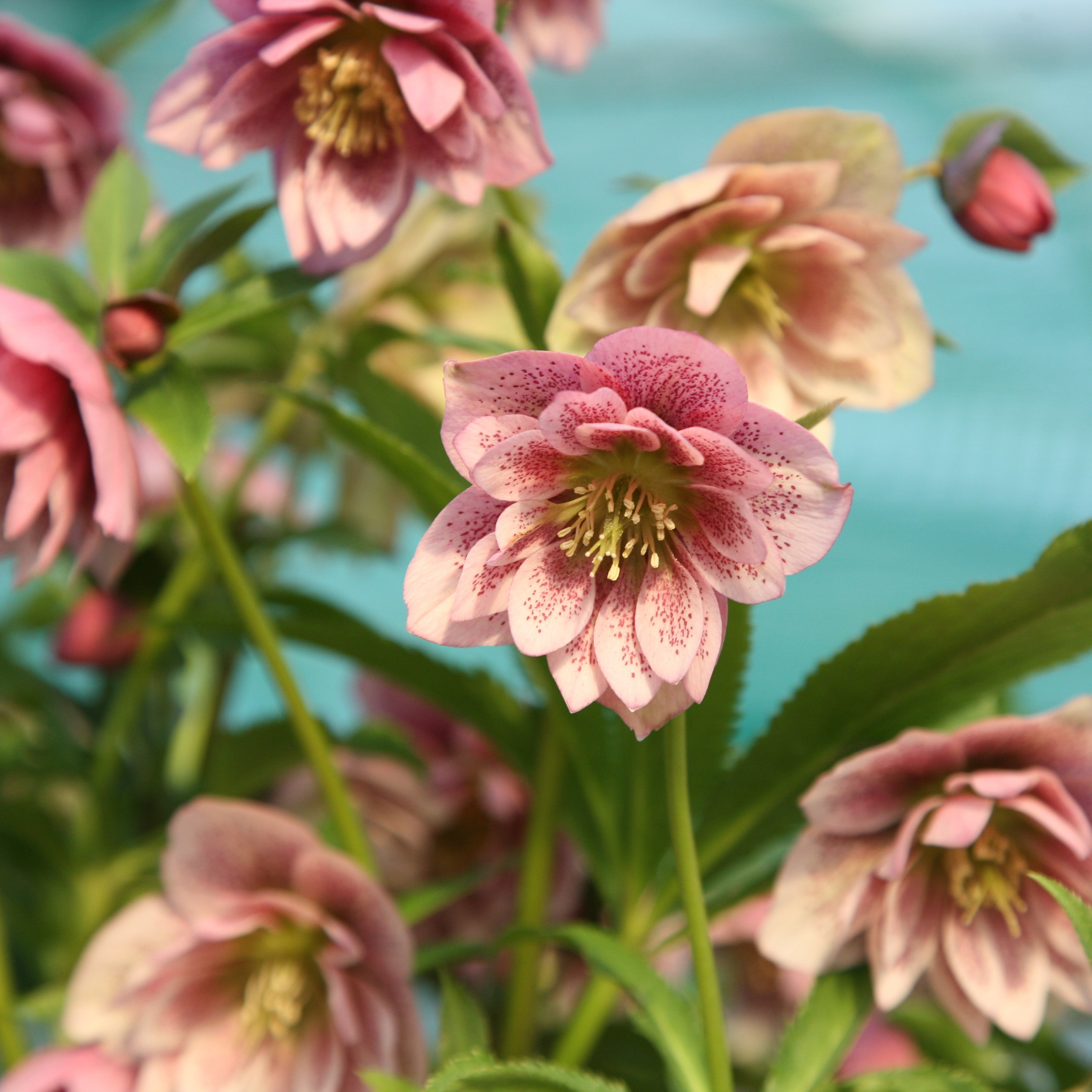 <i>Helleborus</i> × 
<i>hybridus </i>
Harvington double pink speckled