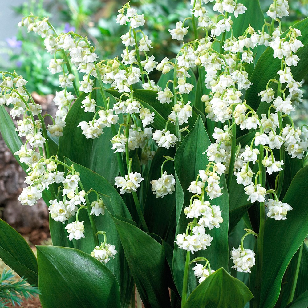 <i>Convallaria majalis</i> 'Prolificans'