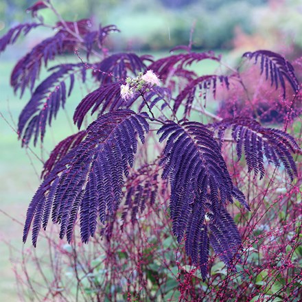Albizia julibrissin Summer Chocolate