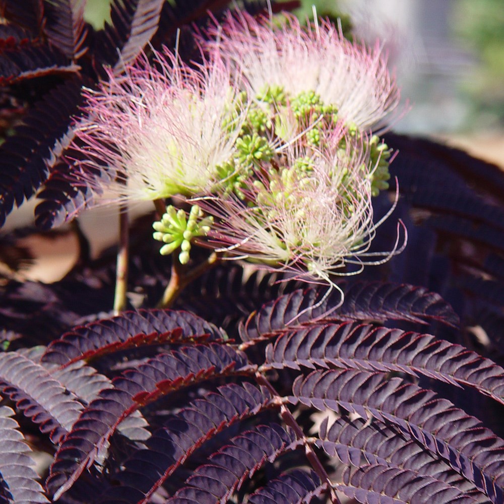 <i>Albizia julibrissin</i> 'Summer Chocolate' (PBR)