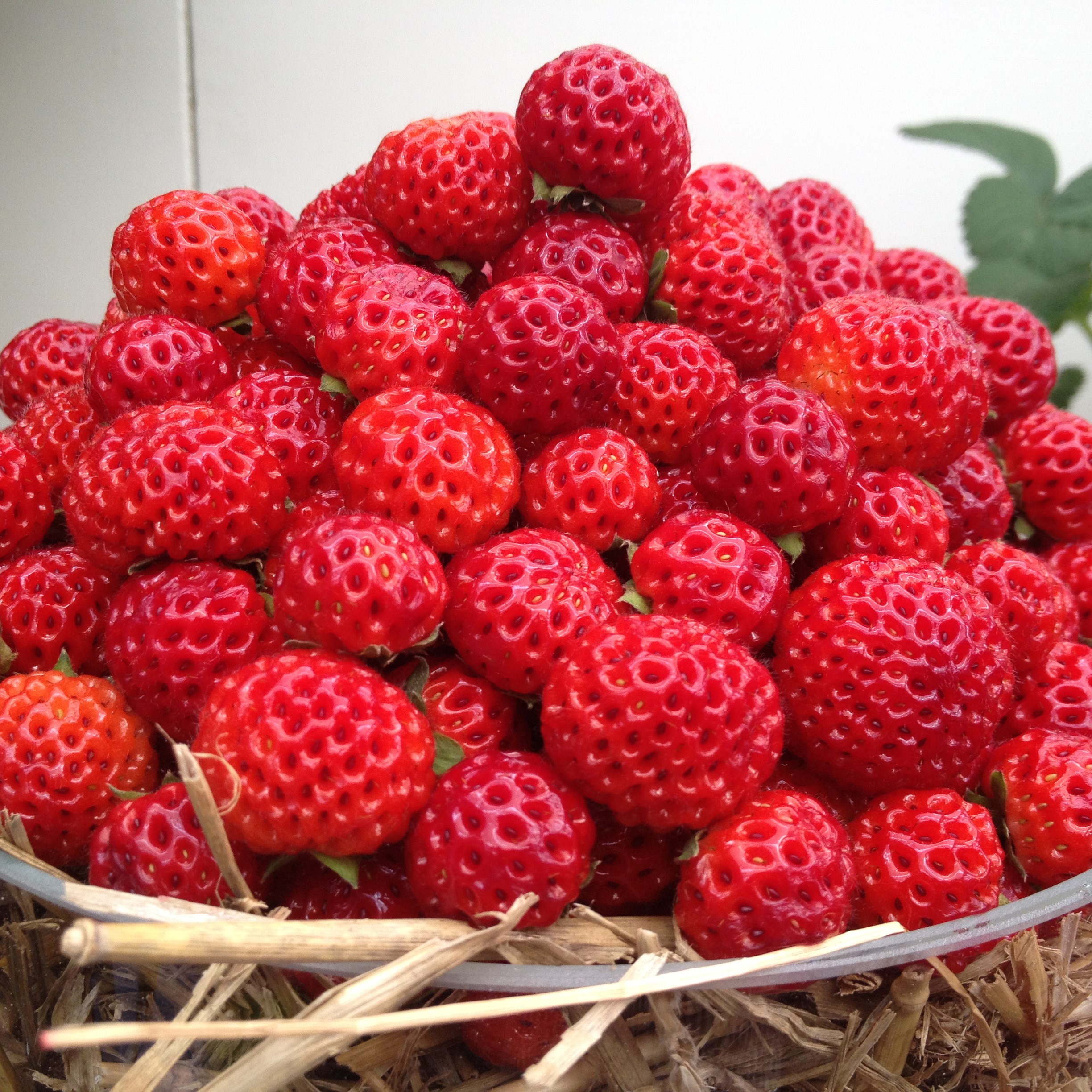 framberry 'Red Dream'