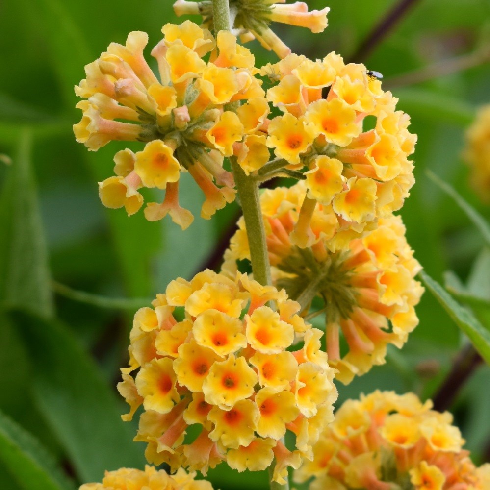 <i>Buddleja</i> × <i>weyriana</i> 'Sungold'