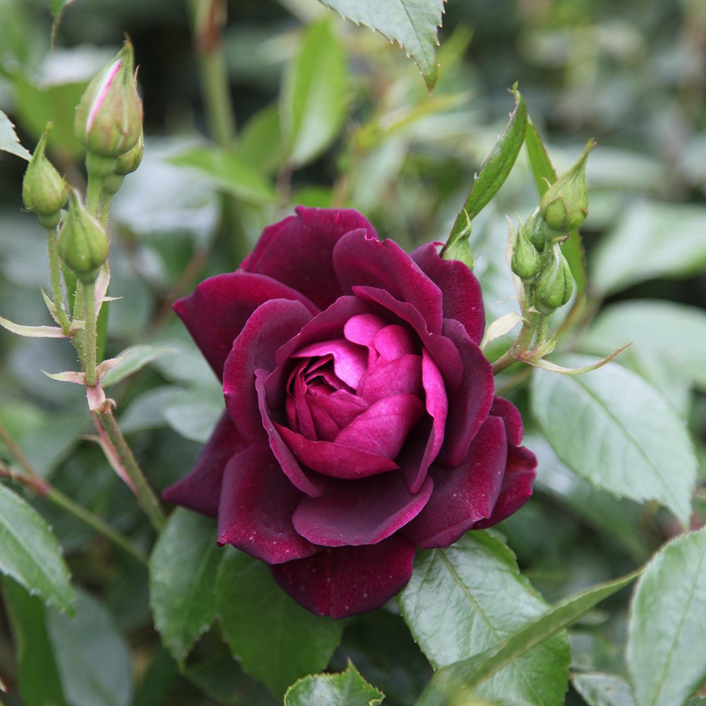 <i>Rosa</i> <b class=small-caps>Burgundy Ice</b> ('Prose') (PBR) | Floribunda Bush Rose