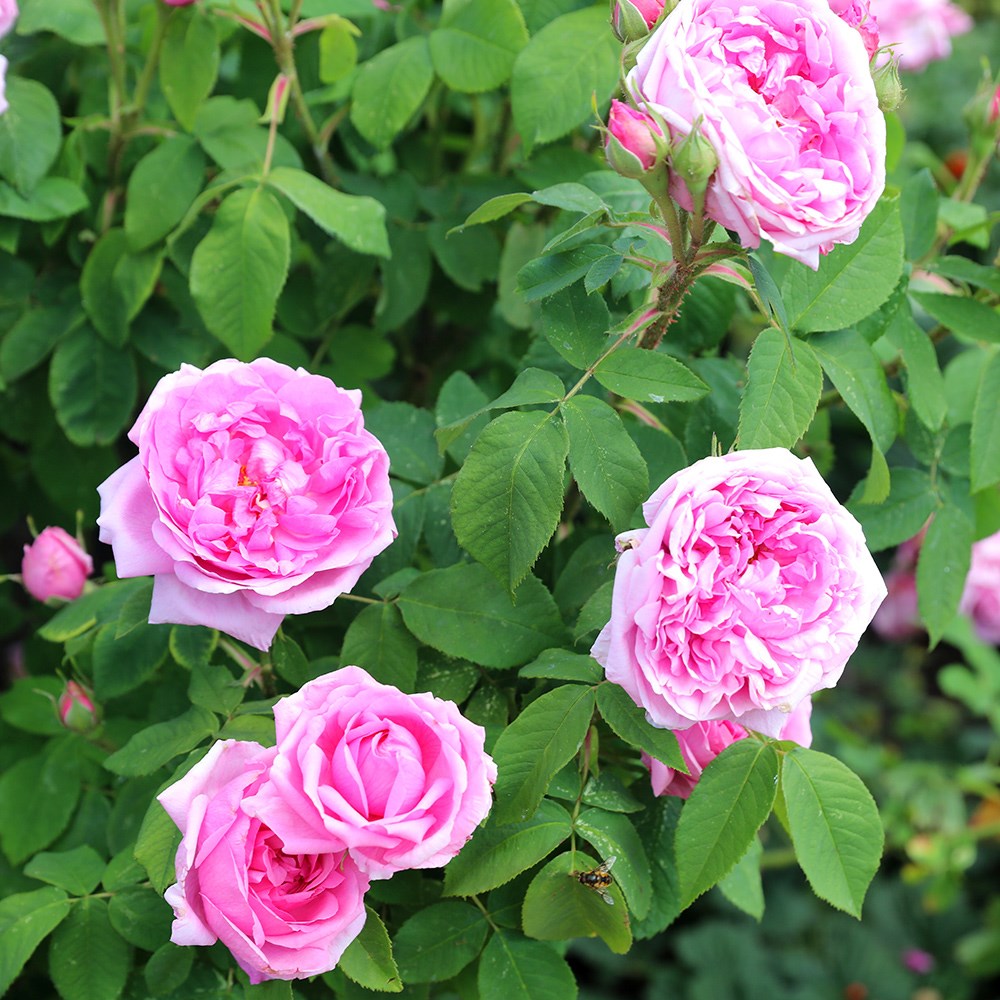 <I>Rosa</i> 'Comte de Chambord' (Madame Boll) | Portland Bush Rose