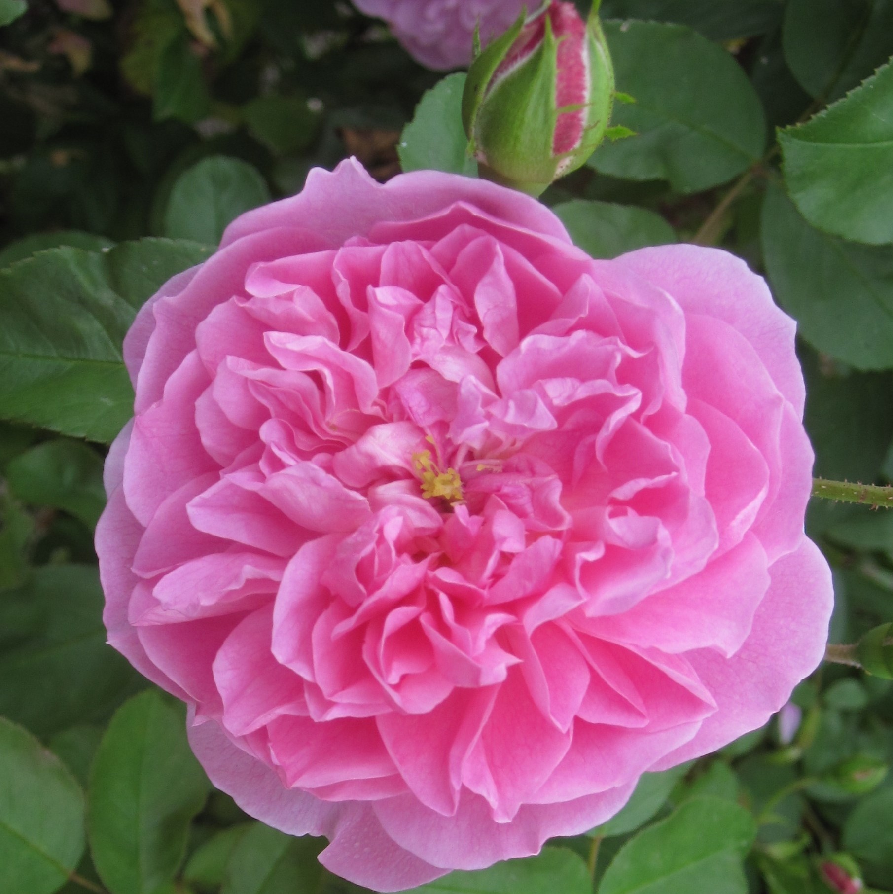 <I>Rosa</i> 'Comte de Chambord' (Madame Boll) | Portland Bush Rose