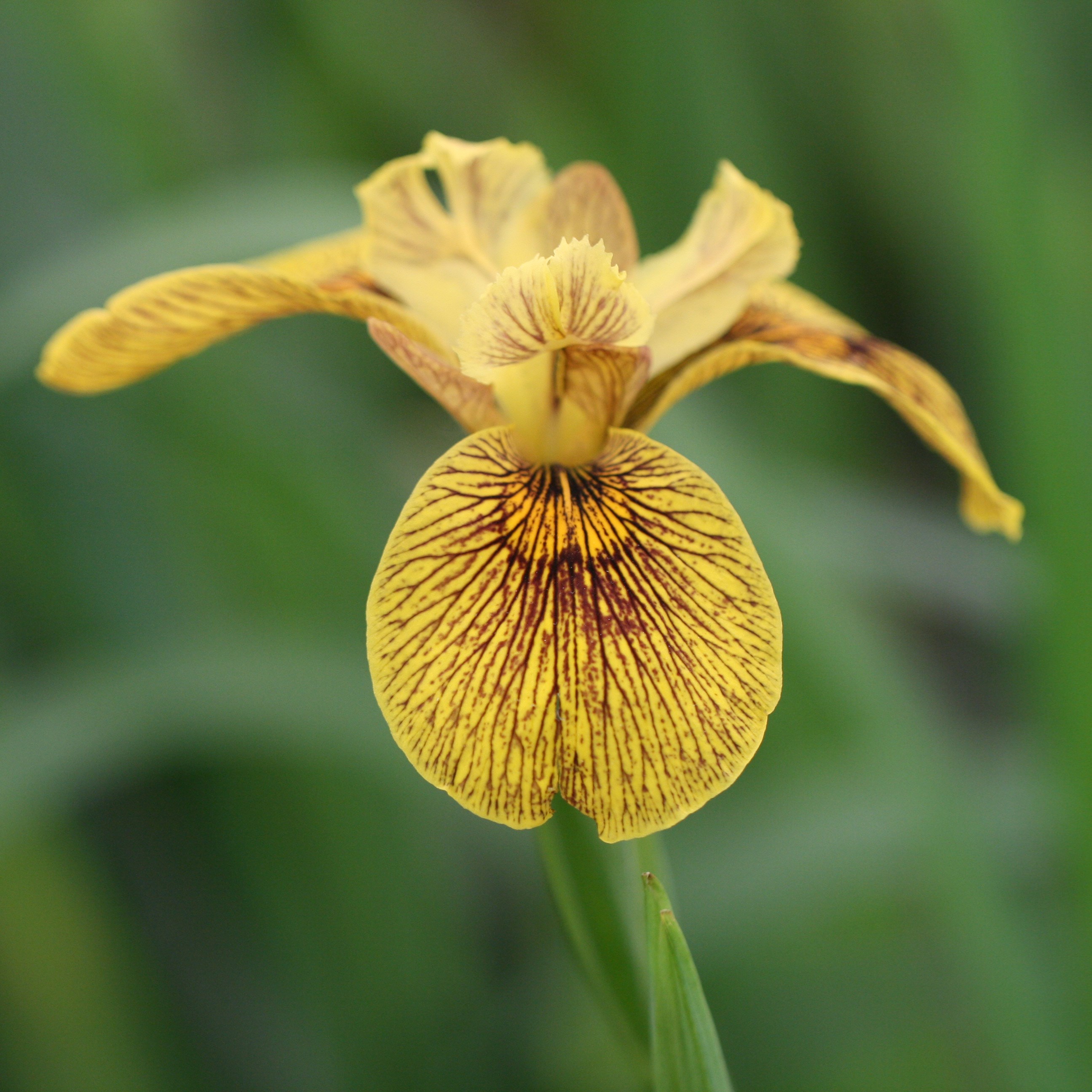 <i>Iris</i> 'Berlin Tiger'