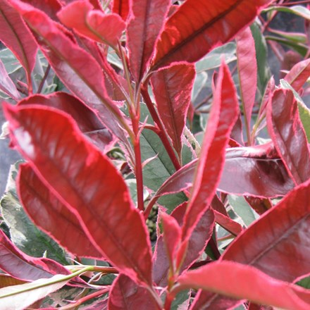 Photinia × fraseri Pink Marble ('Cassini')