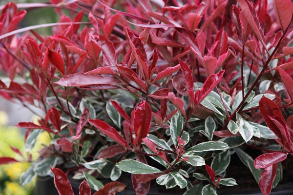 <i>Photinia</i> × <i>fraseri</i> <b class=small-caps>Pink Marble</b> ('Cassini')
