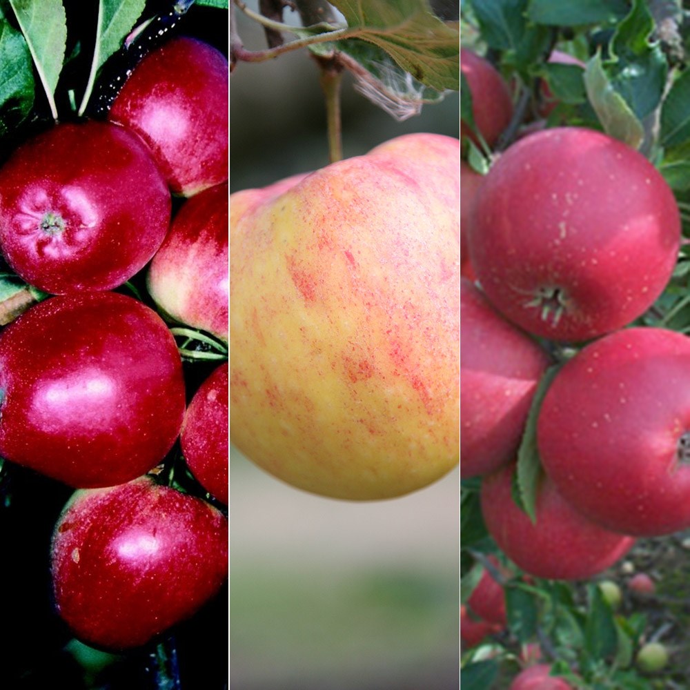 apple 'Cox Self Fertile' / 'James Grieve' / 'Katy'