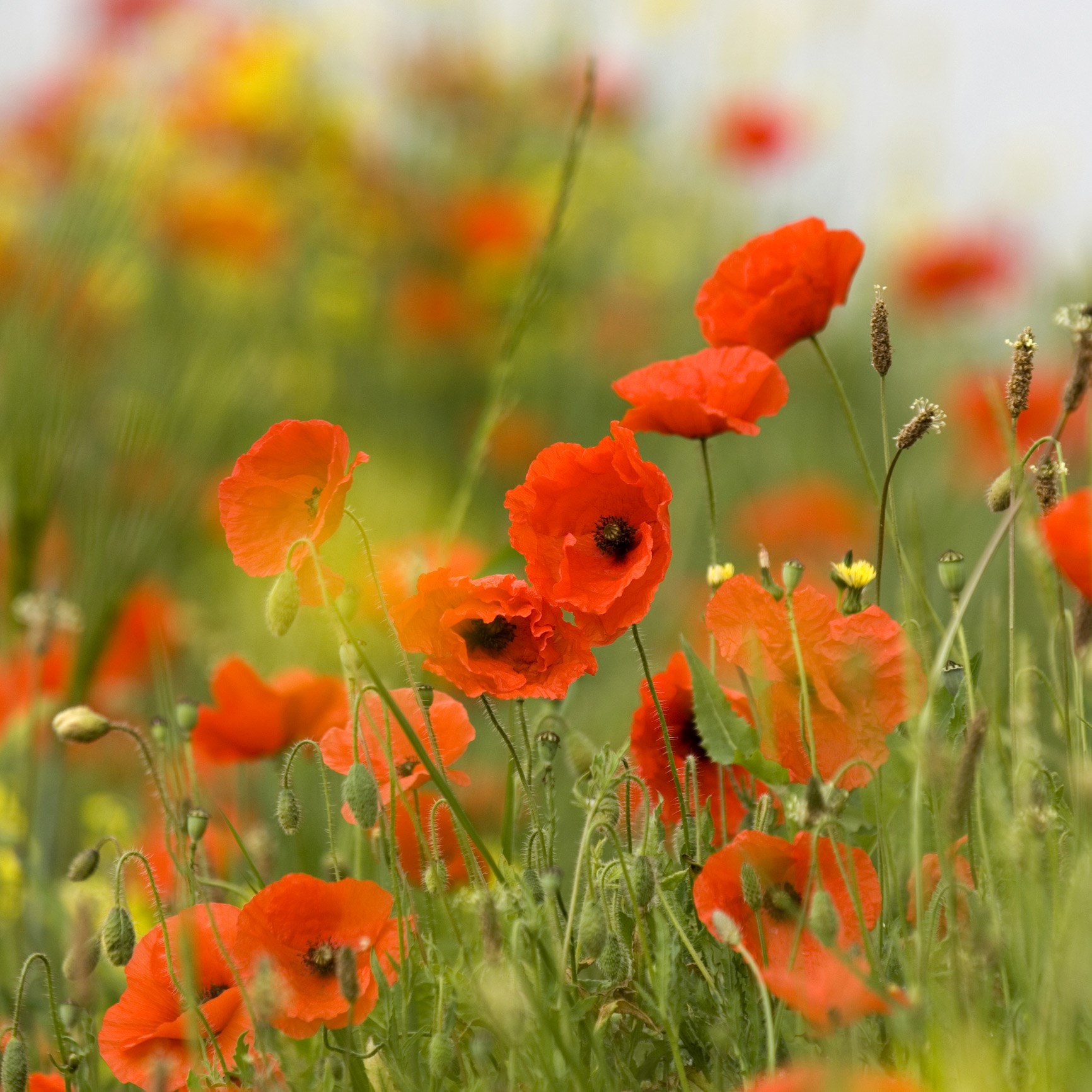 Mini wildflower meadow with rootgrow