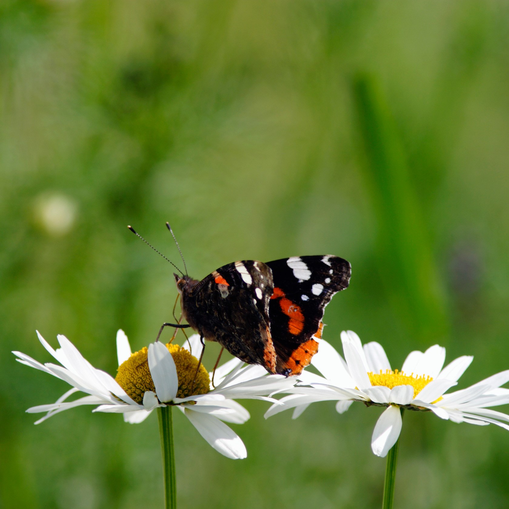 Mini wildflower meadow with rootgrow