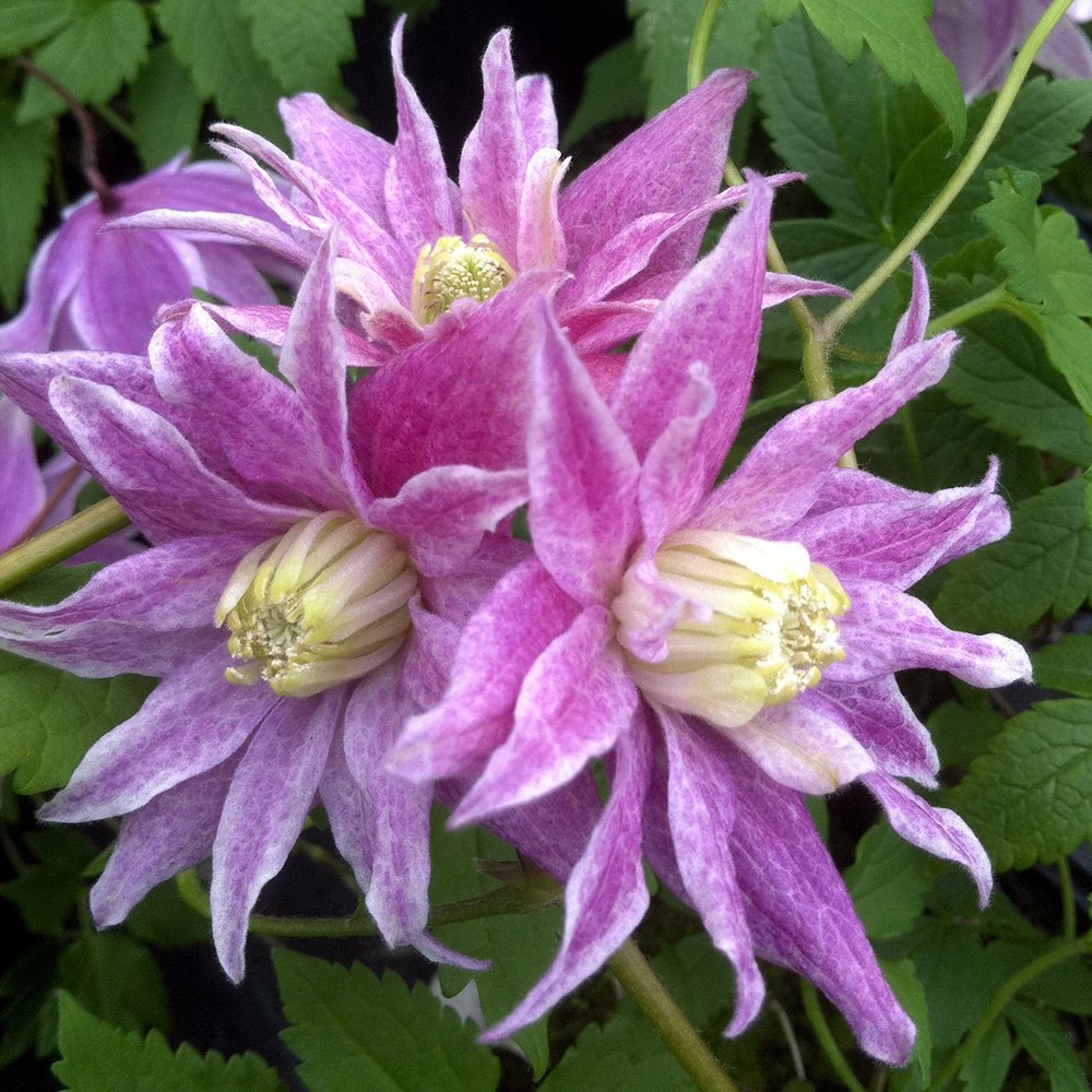 <i>Clematis</i> 'Propertius'