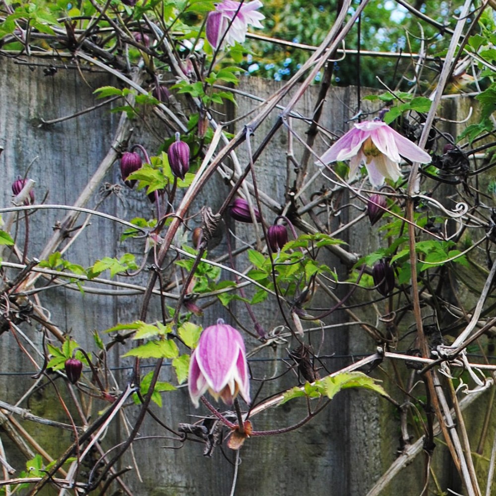 <i>Clematis</i> 'Propertius'
