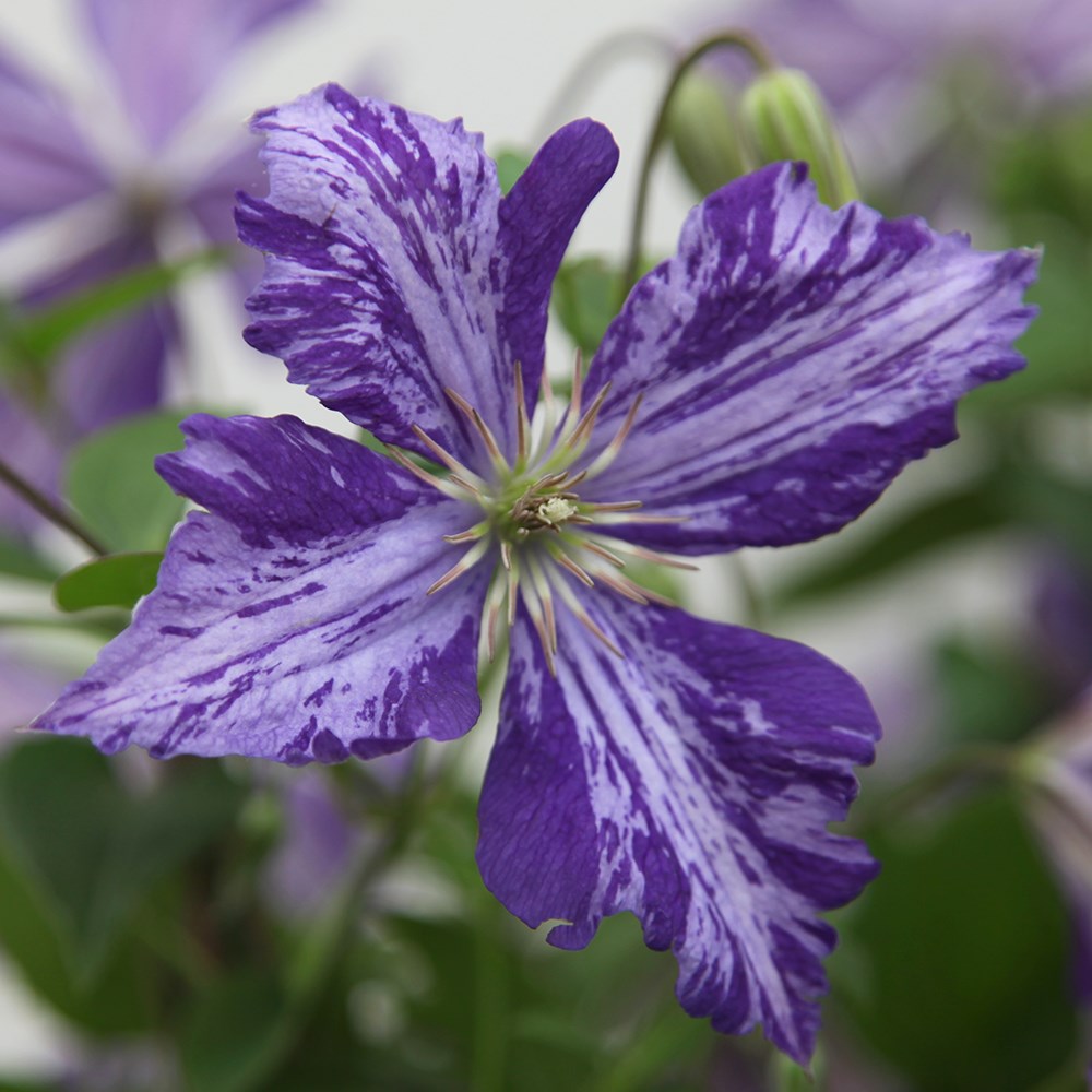 <i>Clematis</i> 'Tie Dye'