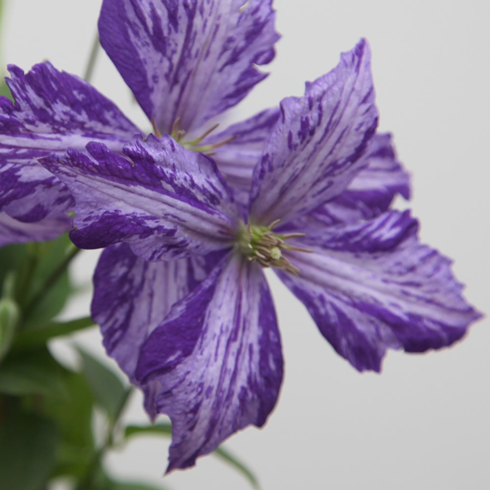 <i>Clematis</i> 'Tie Dye'