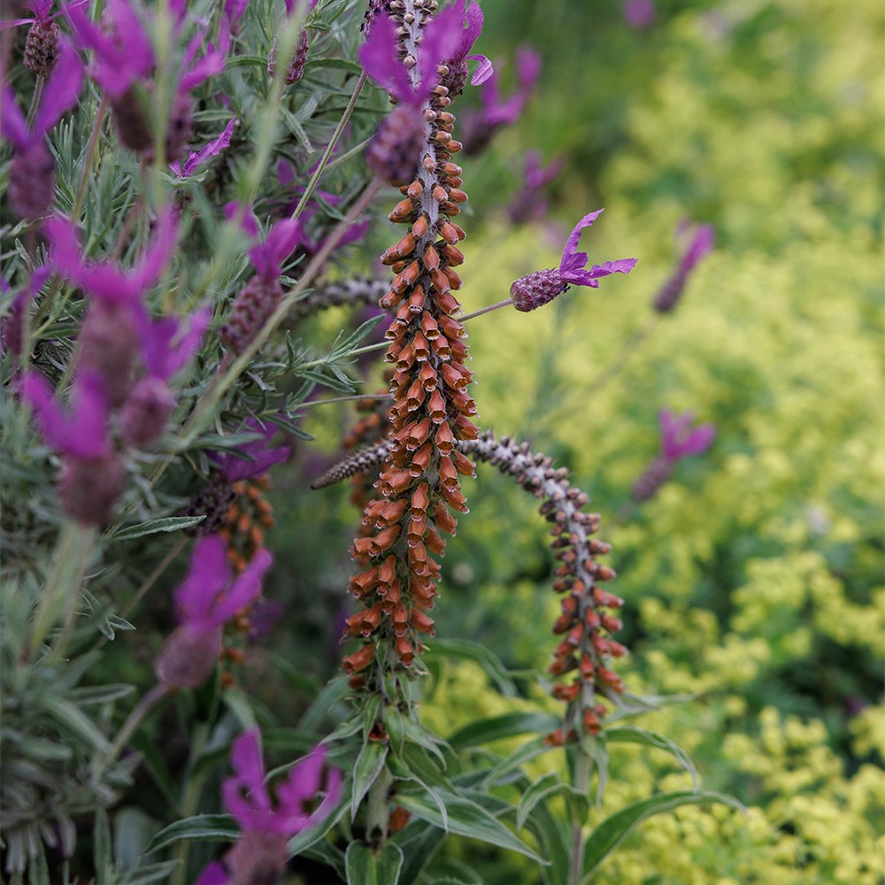 <i>Digitalis parviflora</i> Jacq.