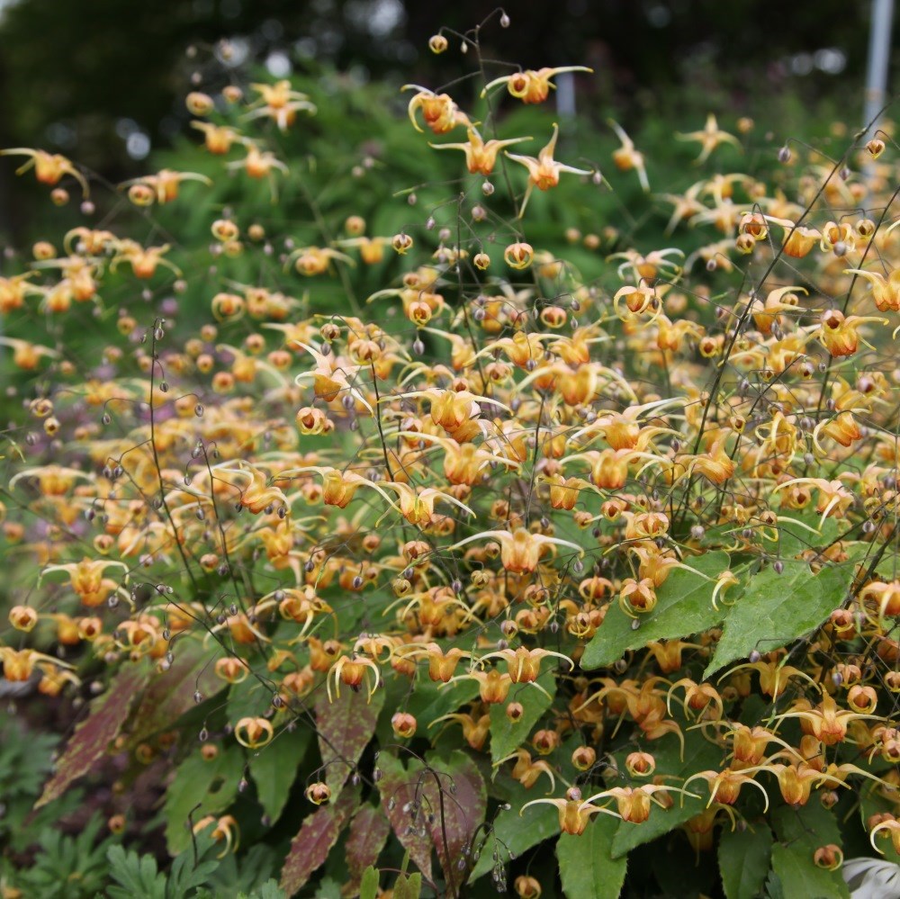 <I>Epimedium</i> 'Amber Queen' (PBR)