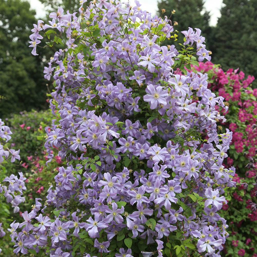 <i>Clematis</i> 'Prince Charles'
