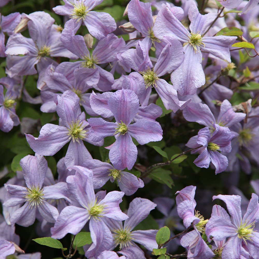 <i>Clematis</i> 'Prince Charles'