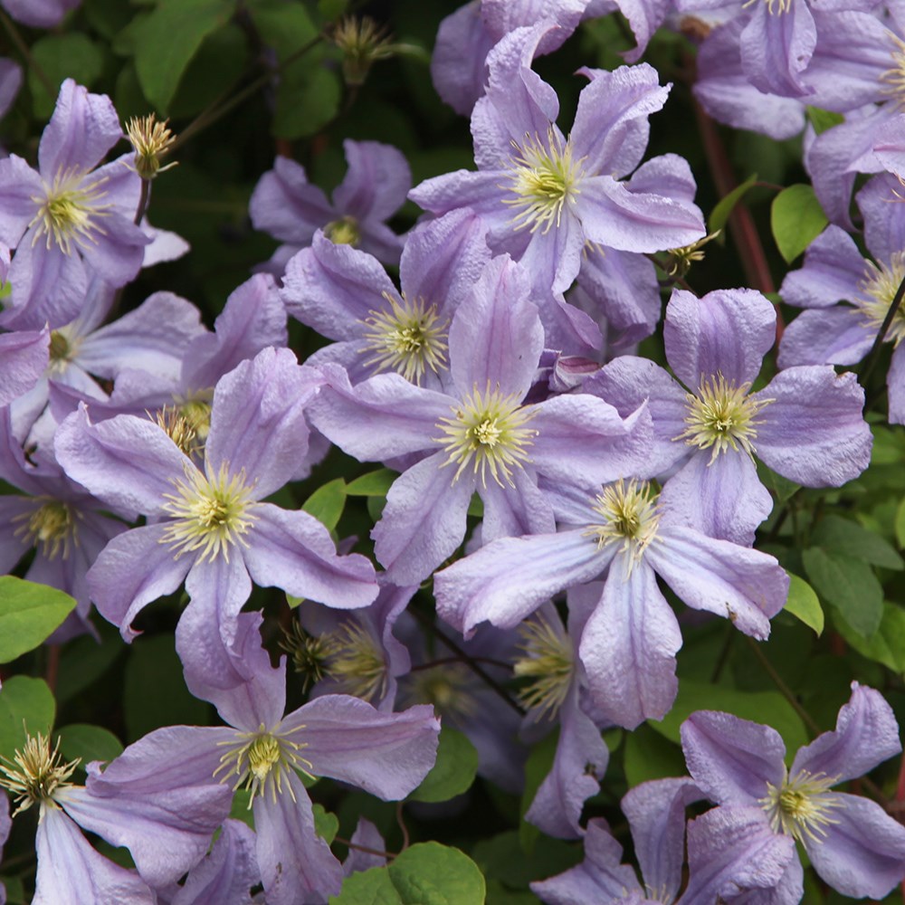 <i>Clematis</i> 'Prince Charles'