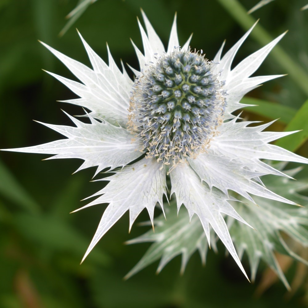 <i>Eryngium giganteum</i> 'Silver Ghost'