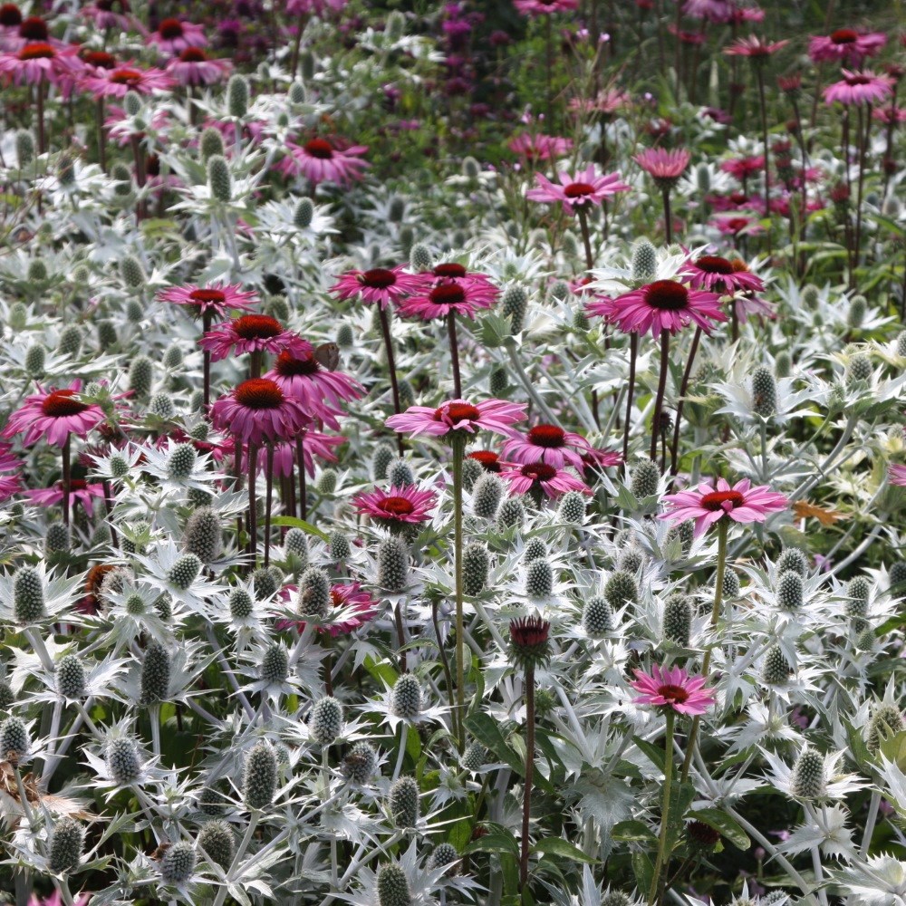 <i>Eryngium giganteum</i> 'Silver Ghost'