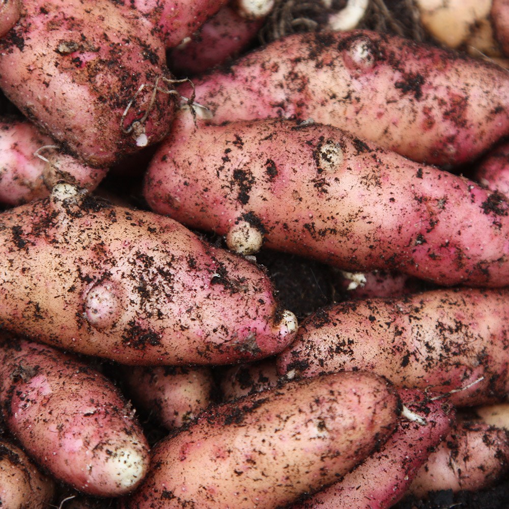 potato 'Pink Fir Apple'