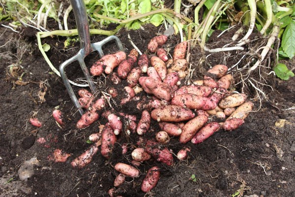 potato 'Pink Fir Apple'