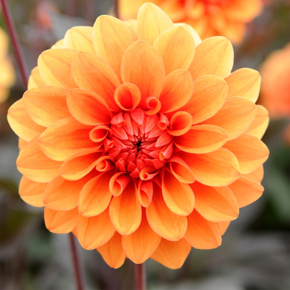 <i>Dahlia</i> 'David Howard'
