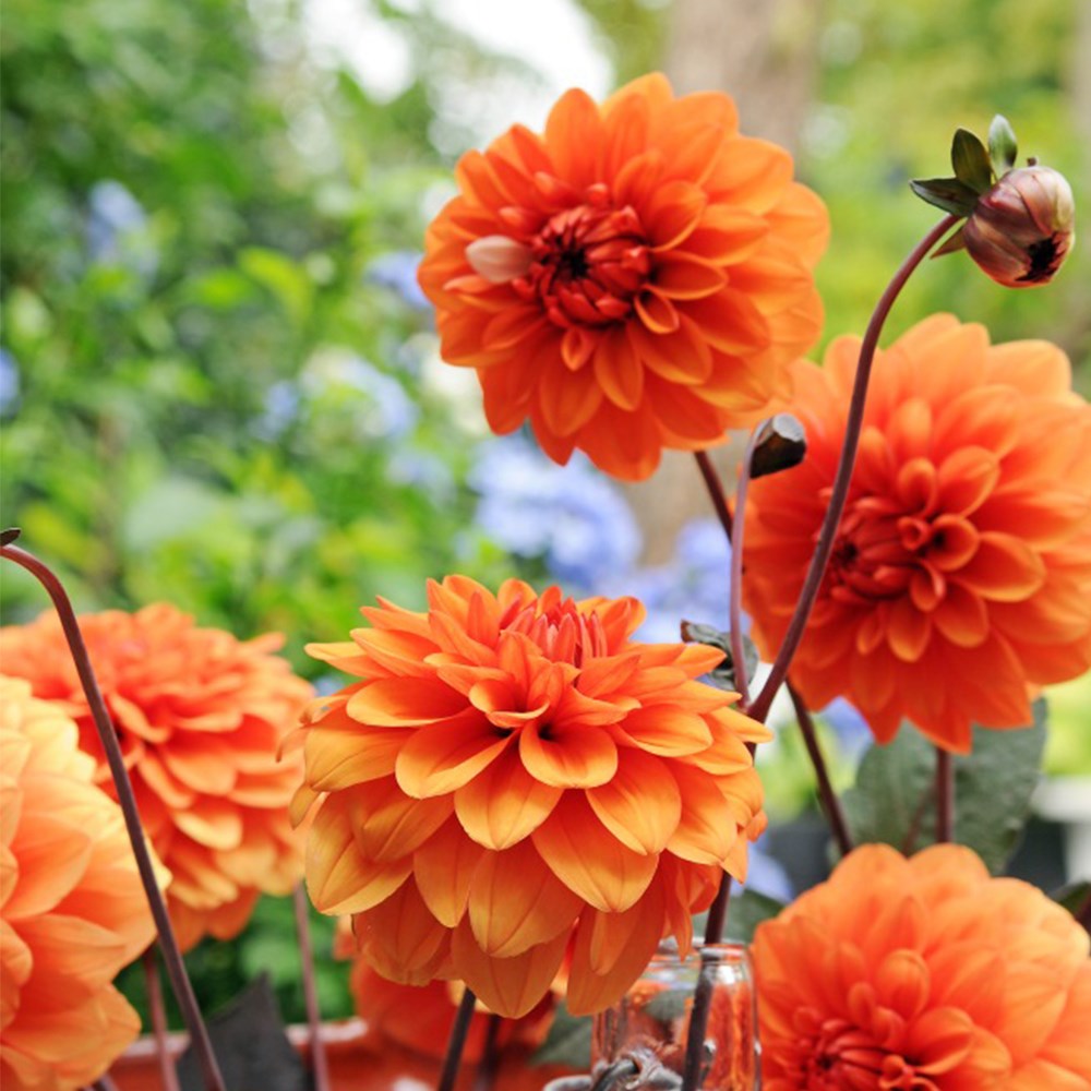 <i>Dahlia</i> 'David Howard'