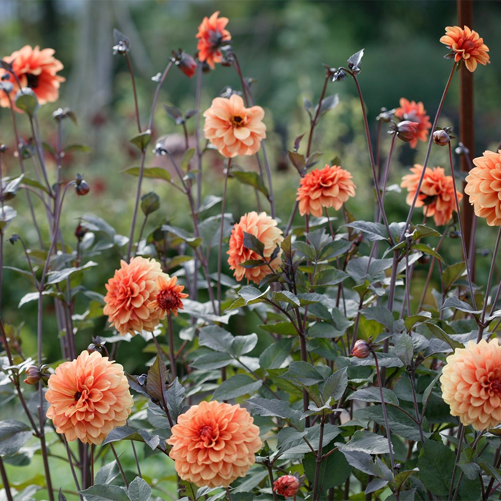 <i>Dahlia</i> 'David Howard'