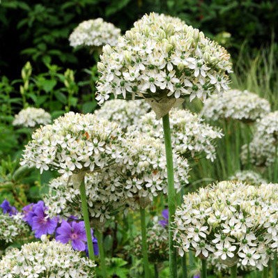 <i>Allium nigrum</i> 