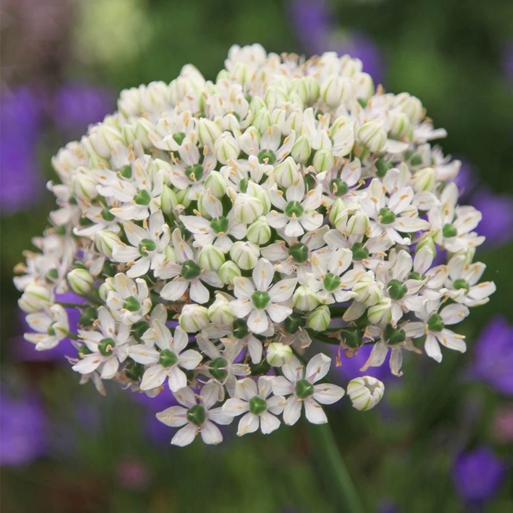 <i>Allium nigrum</i> 